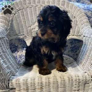Pirate, Cavapoo Puppy